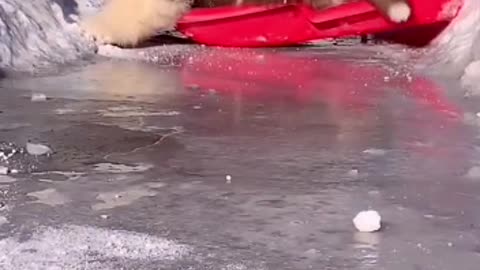 Skiing dog