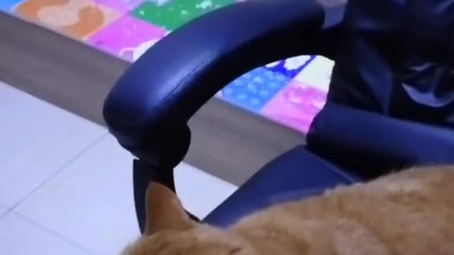 FunnyCatsToday,Funny Fat Cat You Might Never See Before, part19