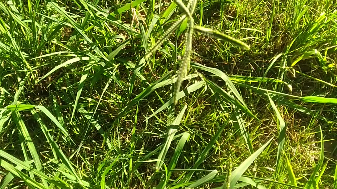 The Appearance Of Dallisgrass?