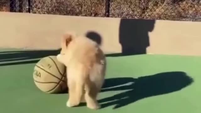 Small Doge With Foot Ball, He Win Next World Foot Ball World Cup