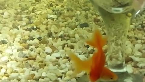 Goldfish happily eating