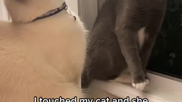 cat video