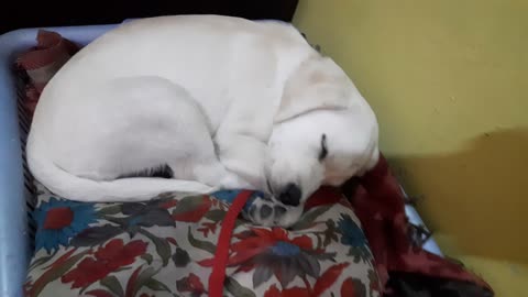 My DOG FEMALE lebrador cute sleeping