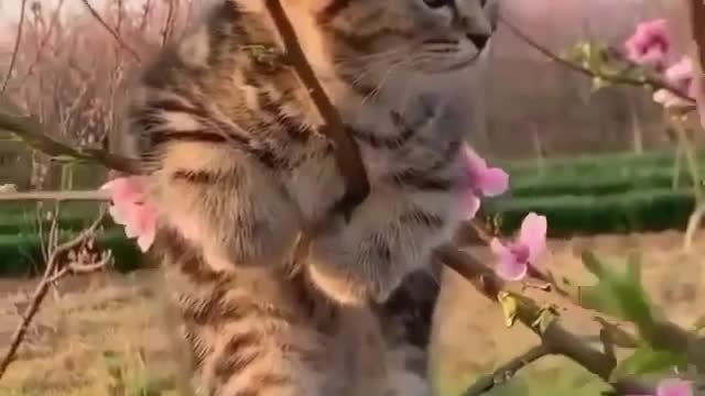 Cutie climber