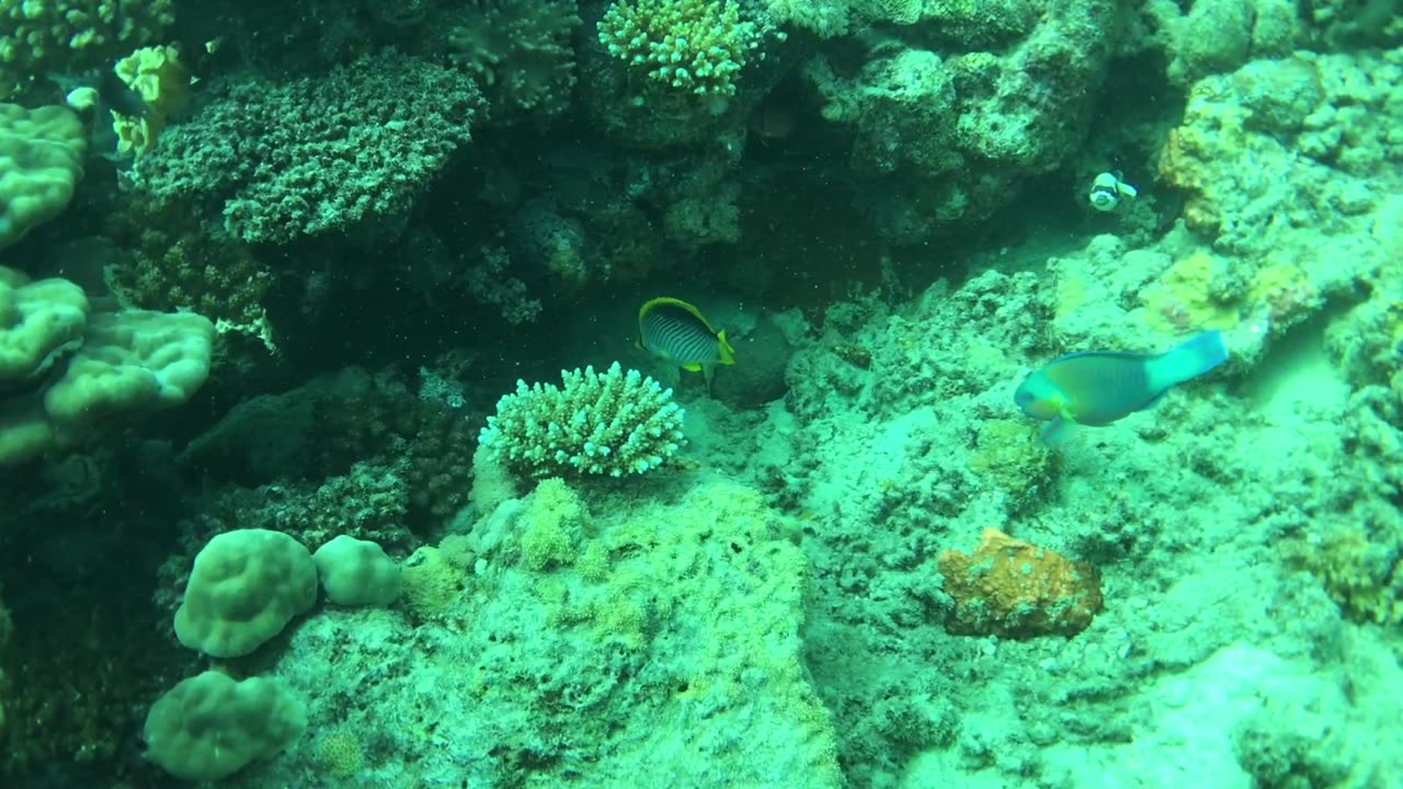 How to Poop Underwater (Angelfish) - No Sound