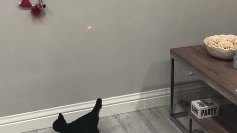 Two small black kittens trying to catch laser on wall