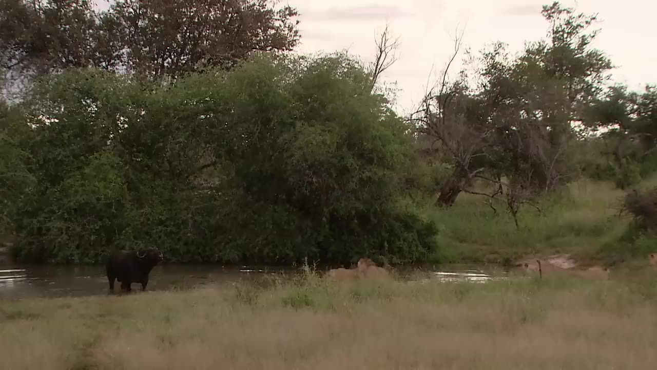 Lions Vs Buffalo: Apex Predators Hunt Buffalo For Survival | Wildlife Documentary