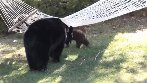 Bear Bonding