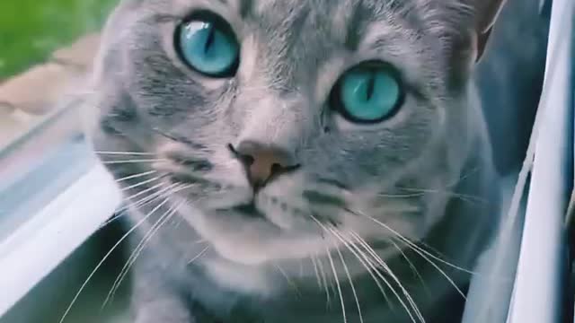 Cat with gorgeous eyes playing hide and seek 😘