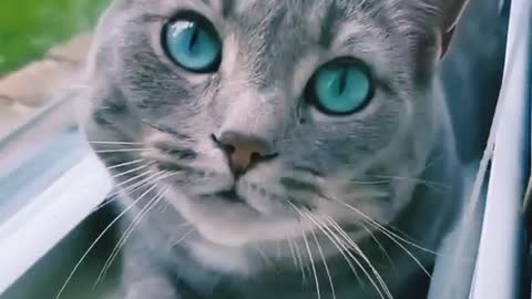 Cat with gorgeous eyes playing hide and seek 😘
