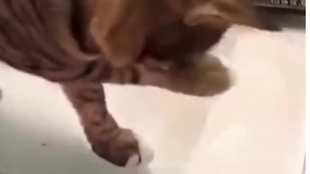 Funniest Animals - Best Of The 2021 Funny Animal Videos #funnycat #funnydog #cutecat