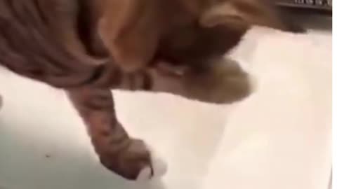 Funniest Animals - Best Of The 2021 Funny Animal Videos #funnycat #funnydog #cutecat