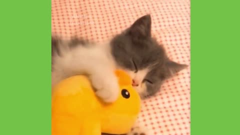 Watch These Cats Focus Super Hard When Playing Lol