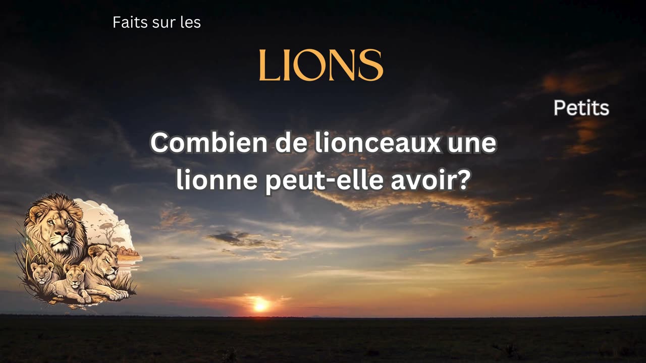 Fait sur le Lion 9 - Combien de lionceaux une lionne peut-elle avoir?