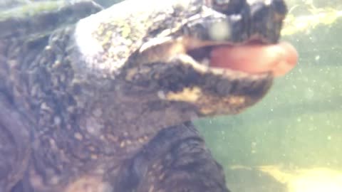 Sydney the Snapper being hand fed - Whiteshell Provincial Park