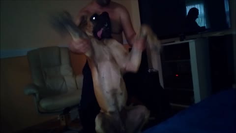 Rosco the Great Dane