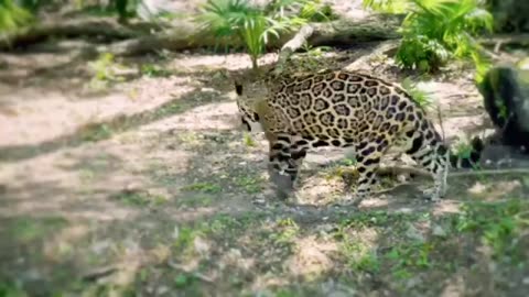 Wild Animal Videos