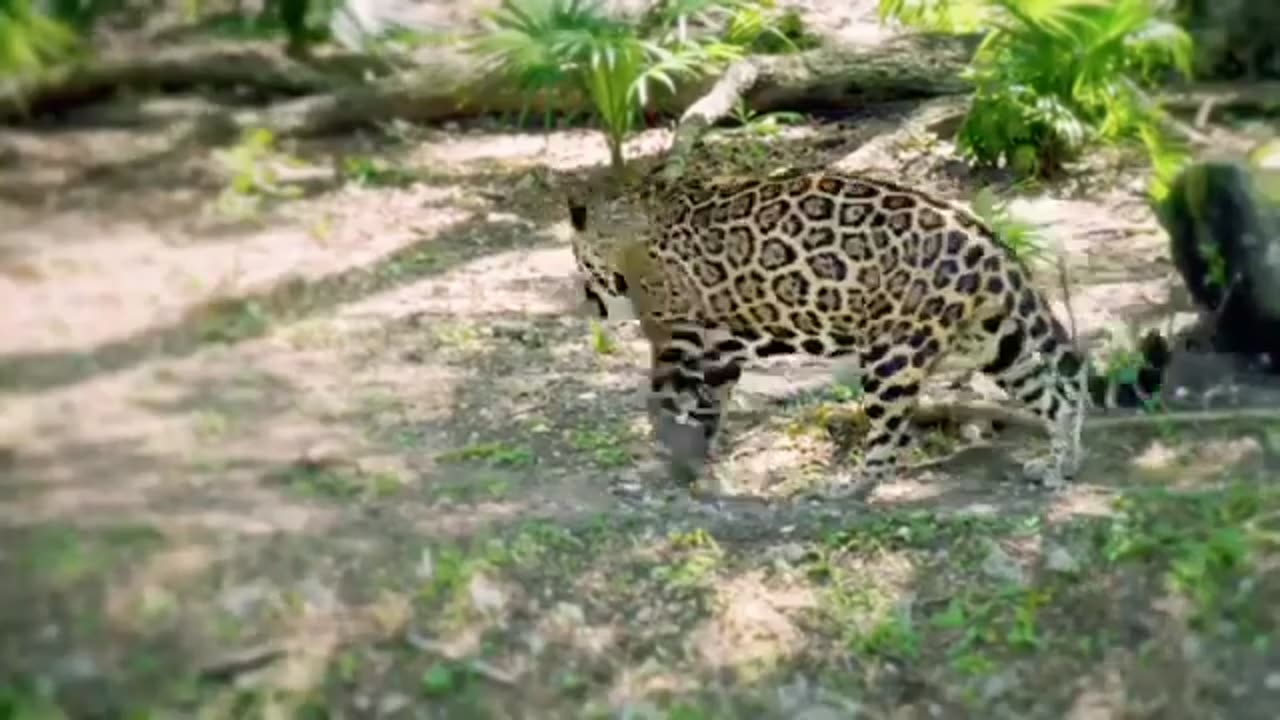 Wild Animal Videos