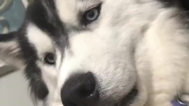 Husky loves his chest scratches 😅😅😂😍😍❤️❤️