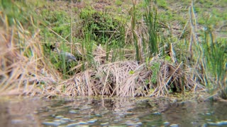 Heron catches the fish