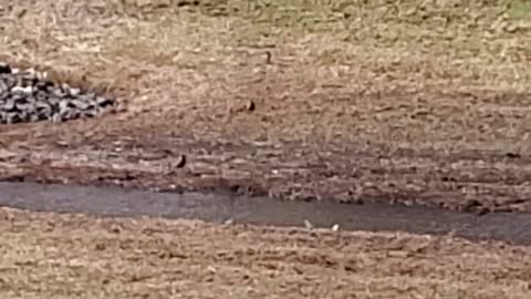 BIRDS 🐦 🦃 MORRISON PA USA