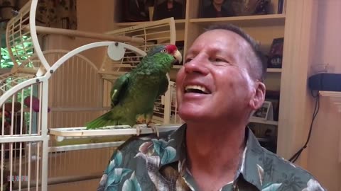 Funny Animal Videos - Funny Parrots - Smart and funny parrots video