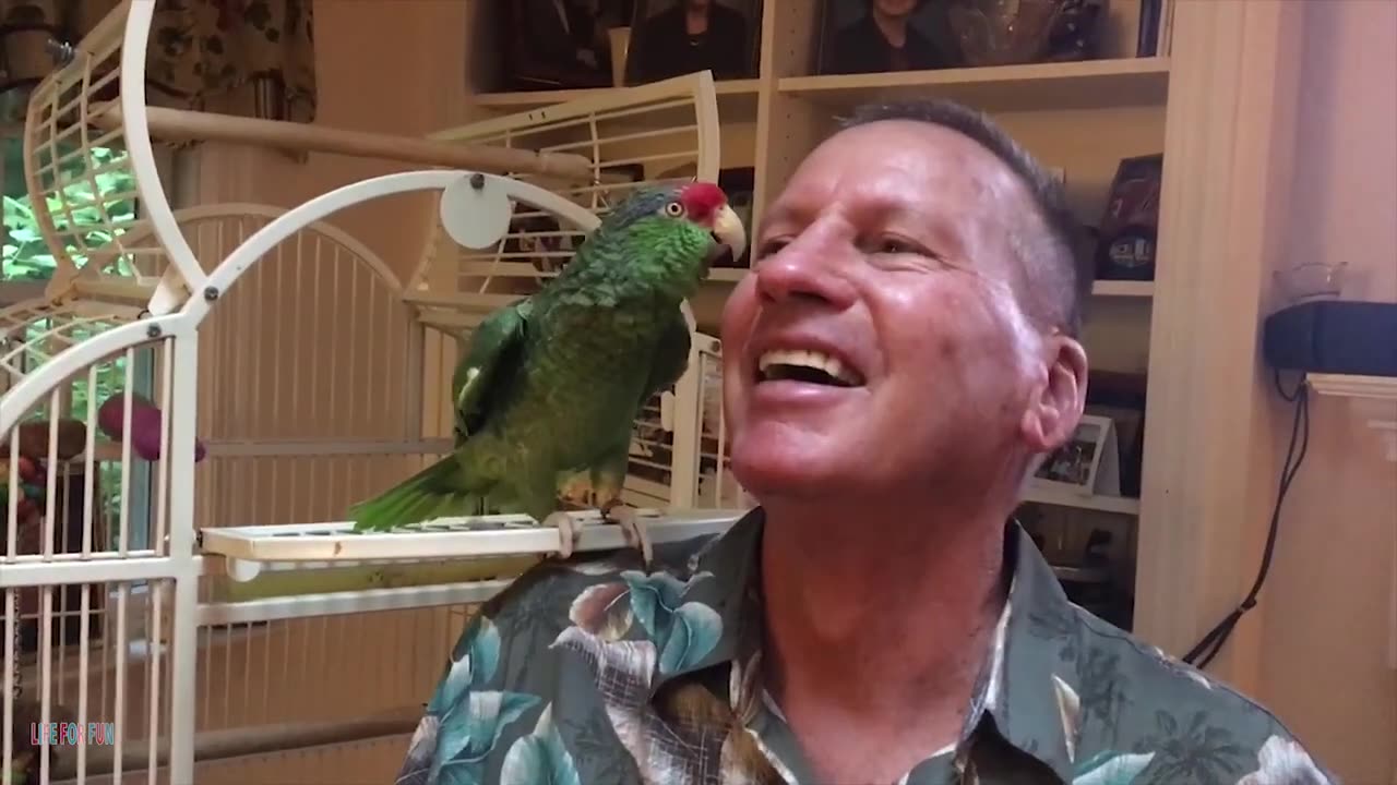 Funny Animal Videos - Funny Parrots - Smart and funny parrots video