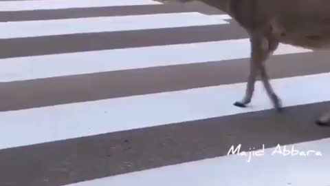 Incredible, smarter than humans