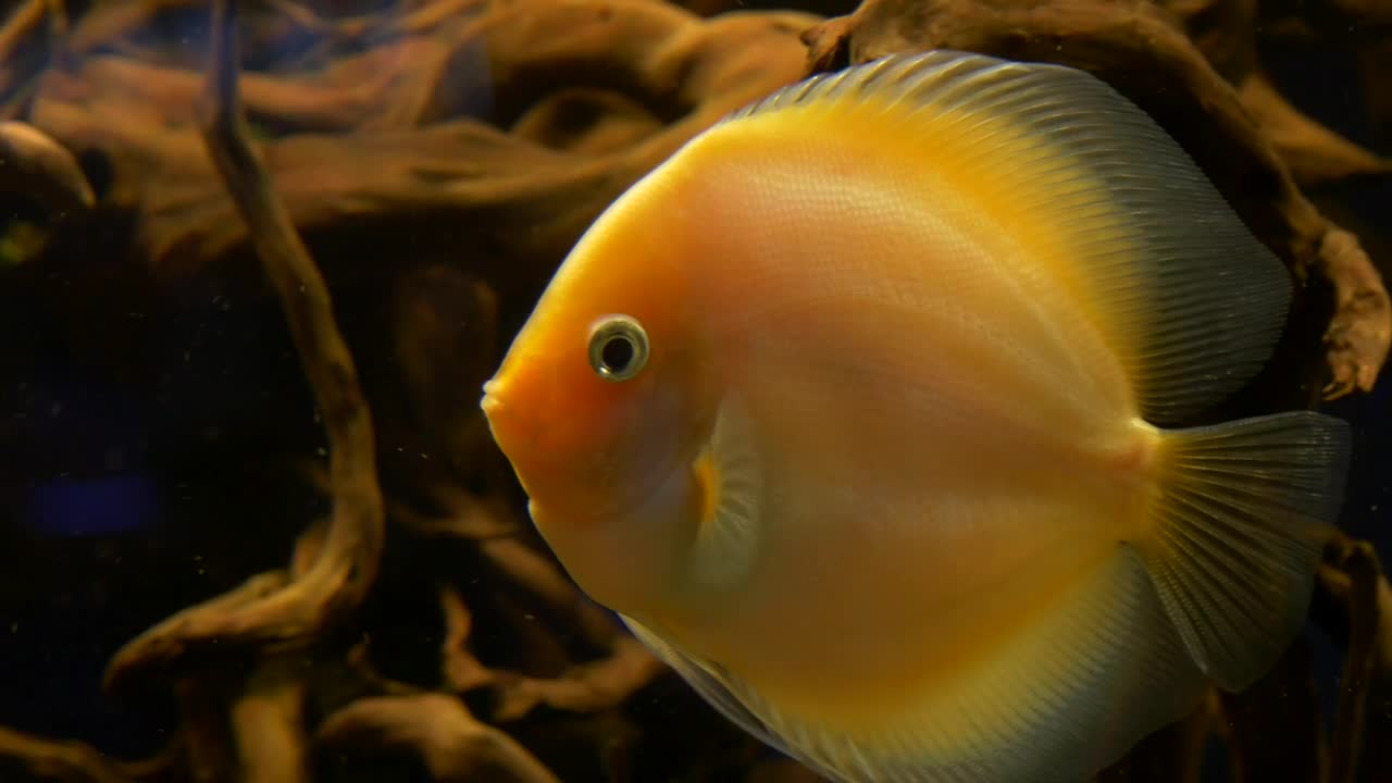 Yellow fish swimming