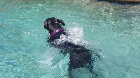 Mid day swim