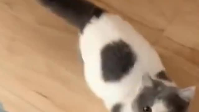 Funny Animals Videos 😂