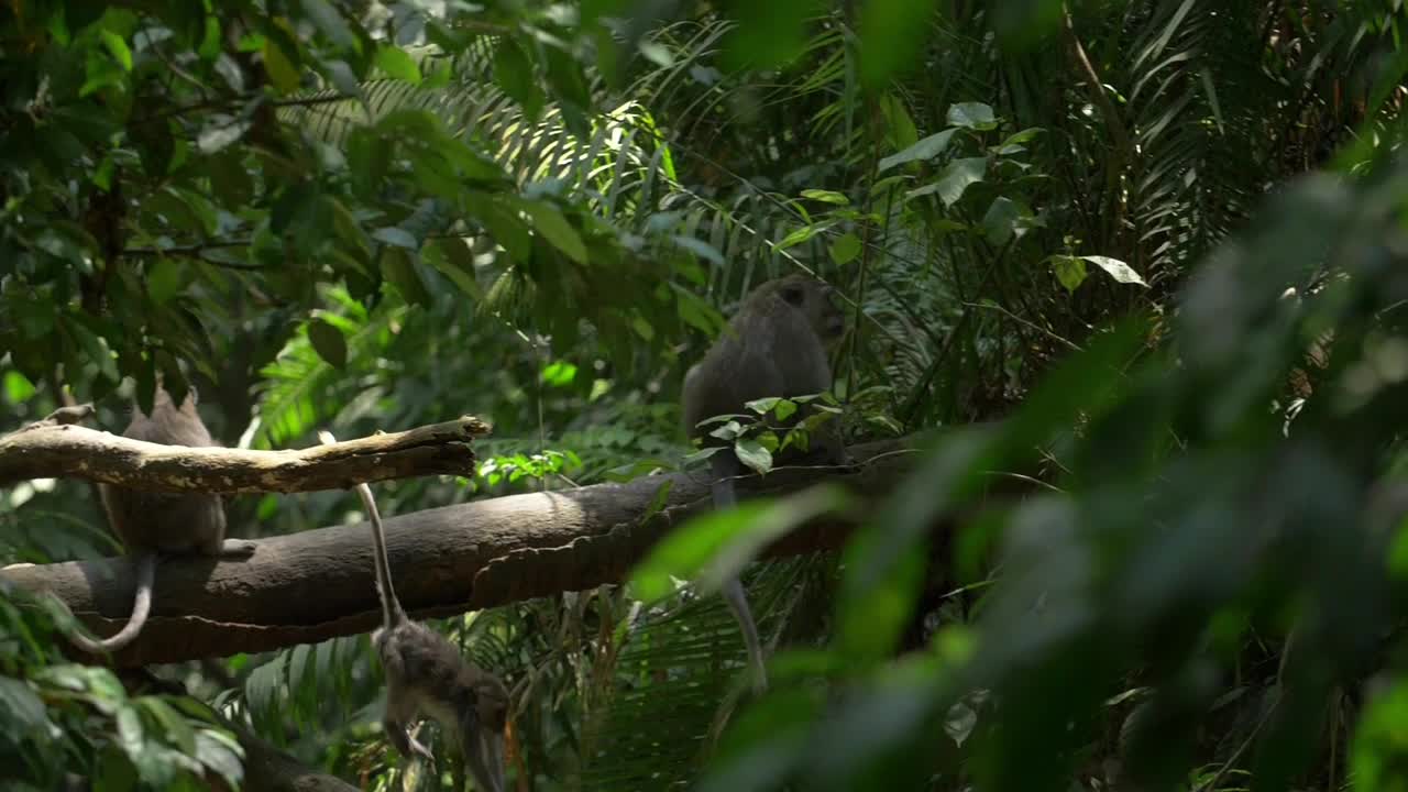 animal-nature7