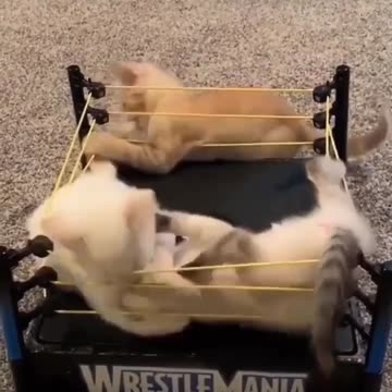 WWE Cats