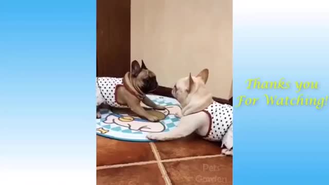 Funny animals and owners