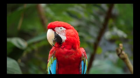 Red 🦜 parrot video ll #shorts#viral #trending