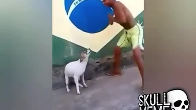 dancing dog in Brazil !!!!