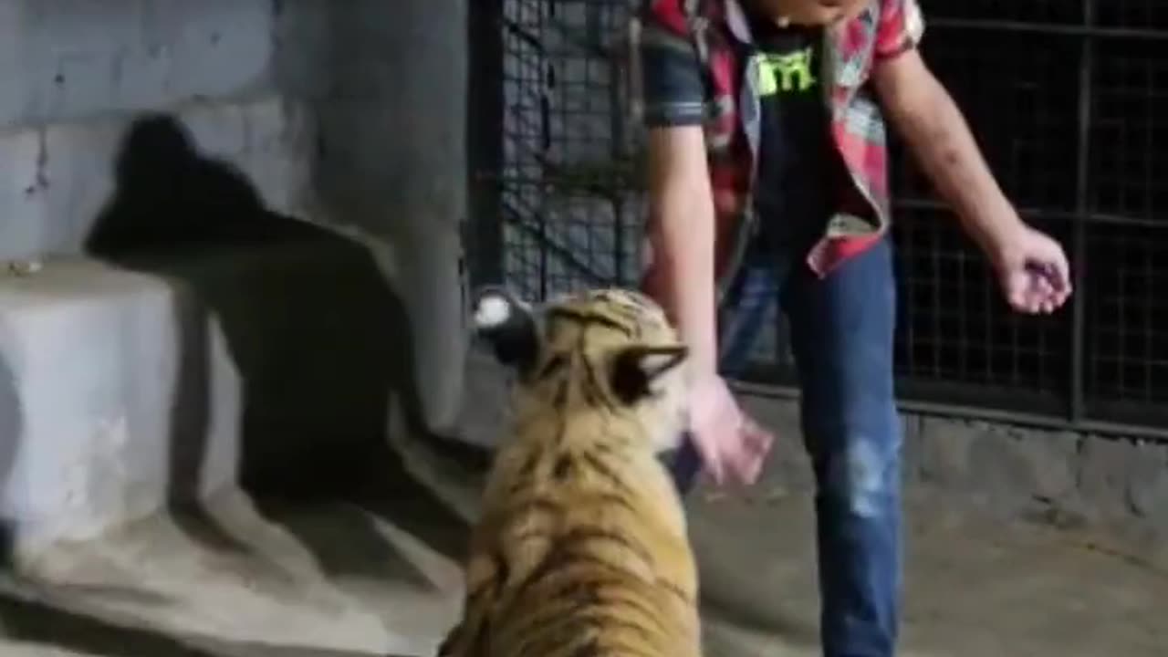 Tiger attacked on me #youtubeshorts #youtube