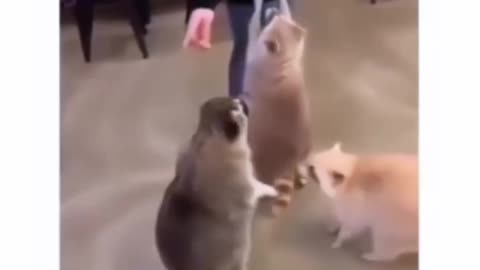 Funny Animal Video No 1