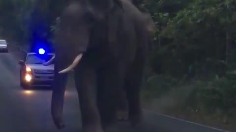 Elephants Teasing Each Other While Walking Down Road