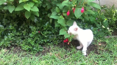 Lovely white kitten playing with flowerl Too Cute! 🥰