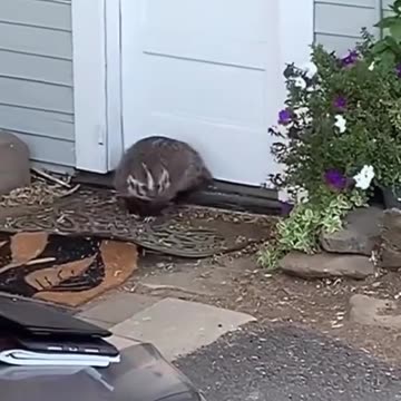 Badger? Contesting an eviction notice 🤣😂🤣