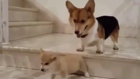 .The dog is learning to go down the stairs.