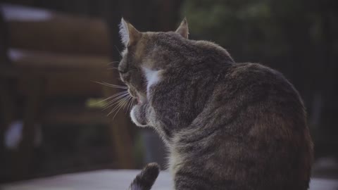 Cute Cat Eating his Own Leg and then Died