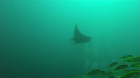 Maldives Short Snorkeling video Part 21