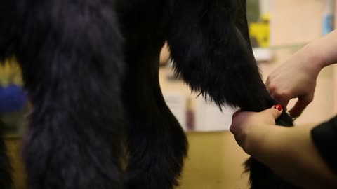 a groomer's hand cutting a dog in a beauty salon for dogs using an electric clipper