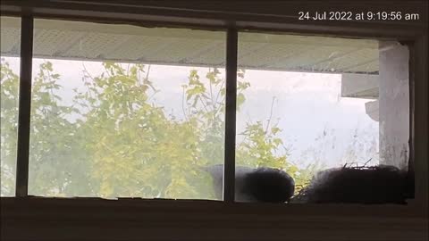 From tiny nestling to little chick - American Robin