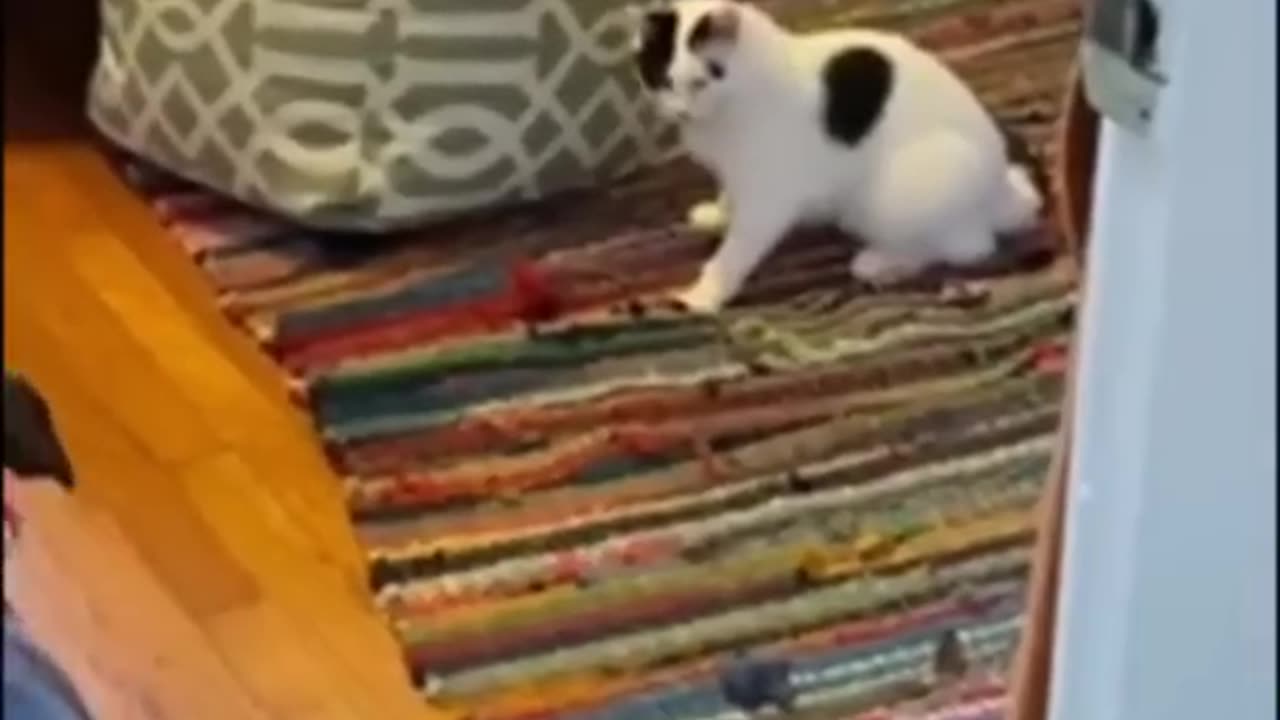 funniest animals shorts