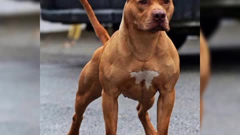 Pitbull dangerous dog 🐶🐕🐶