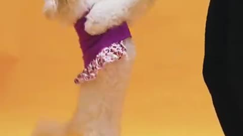 Amazing Dog Training | #Short Videos #Shorts #Viralshorts #viral #Ytviral #trendingshorts