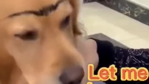Funny Animals